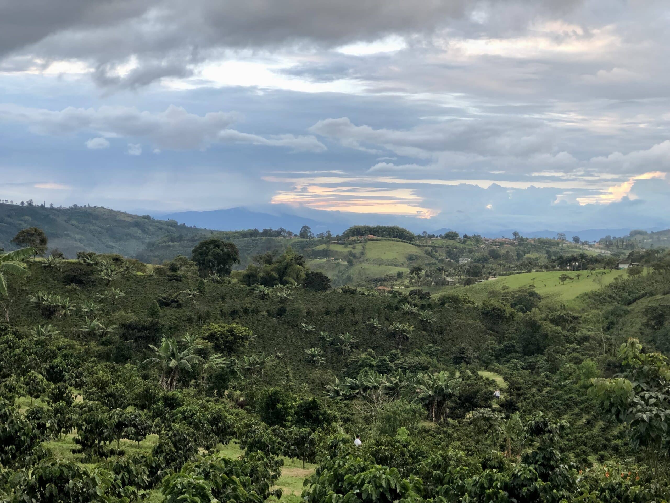 Coffee Plantations Colombia - Phoenix Travel Group