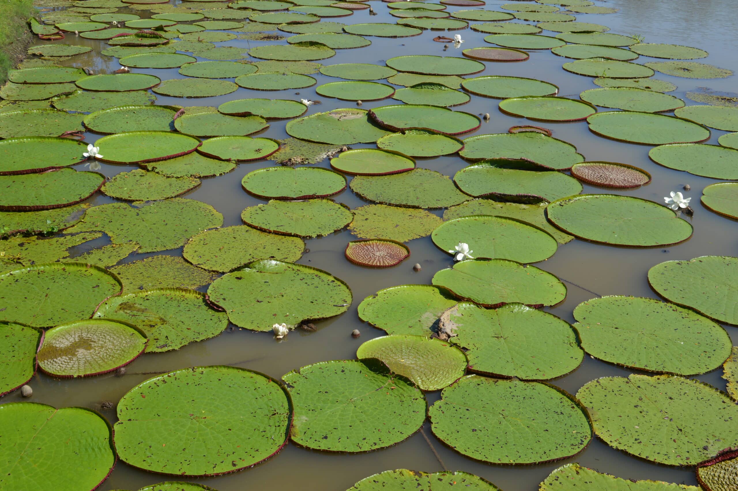 Victoria Regia in Colombia - Phoenix Travel Group